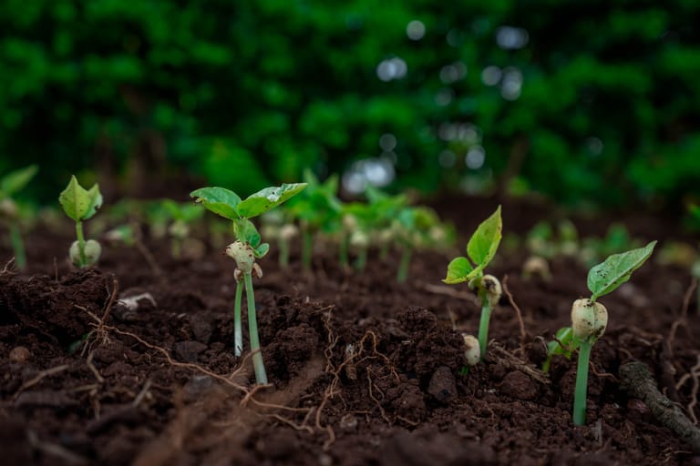 Smallholder farmland and dark, carbon-rich soil in central Kenya