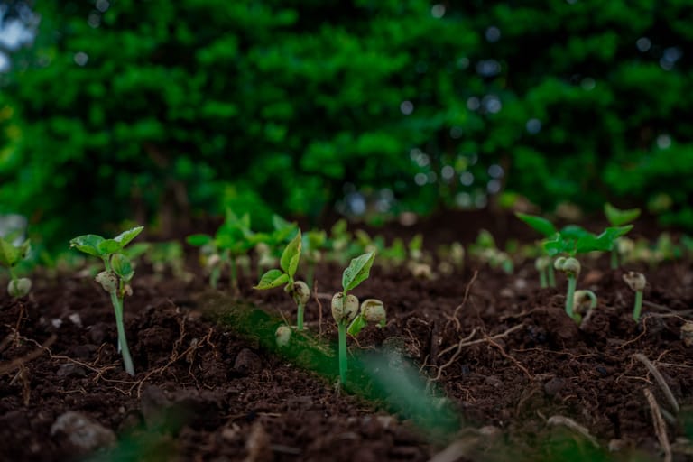 Vegetable seedlings emerging from dark, biochar-rich soil